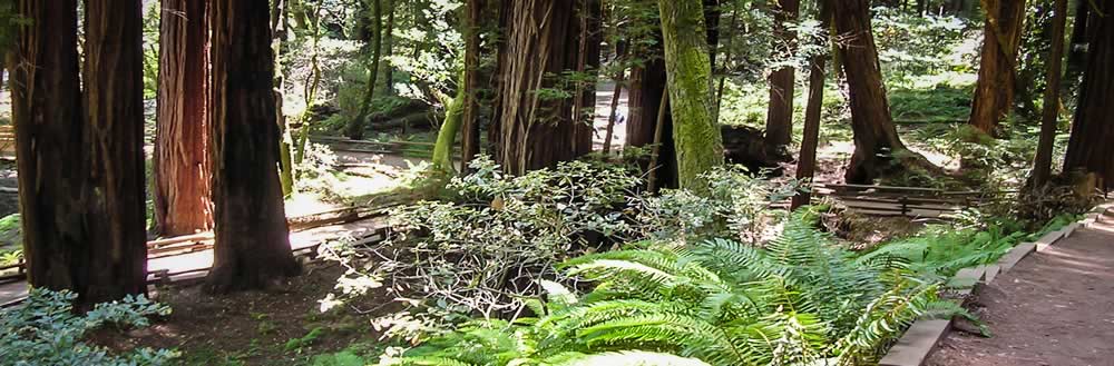 Hiking trail with trees and greenery